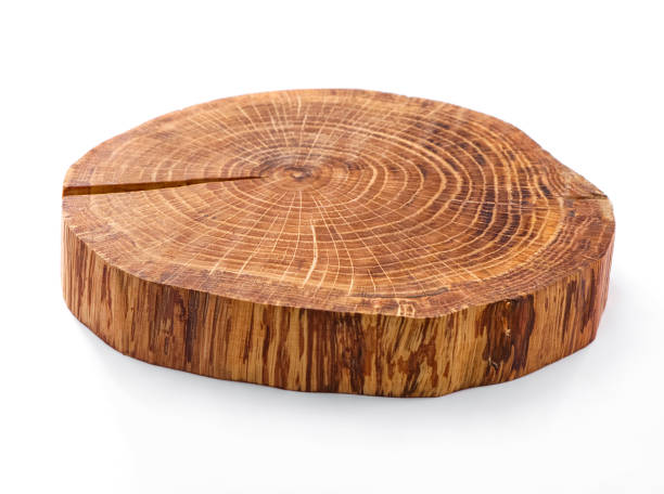 saw cut tree trunk cross section close-up isolated on white background