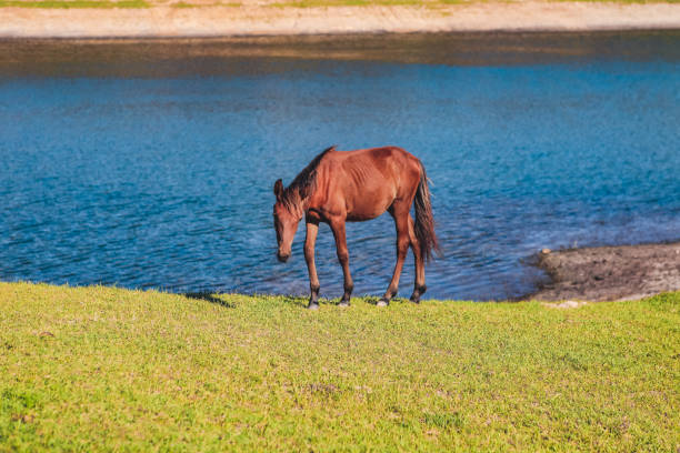 cachorro de caballo salvaje pastando cerca del lago - foal mare horse newborn animal fotografías e imágenes de stock