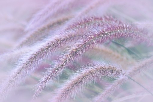 full frame close up of pink and green pennisetum advena on a blurred and defocused ambiance