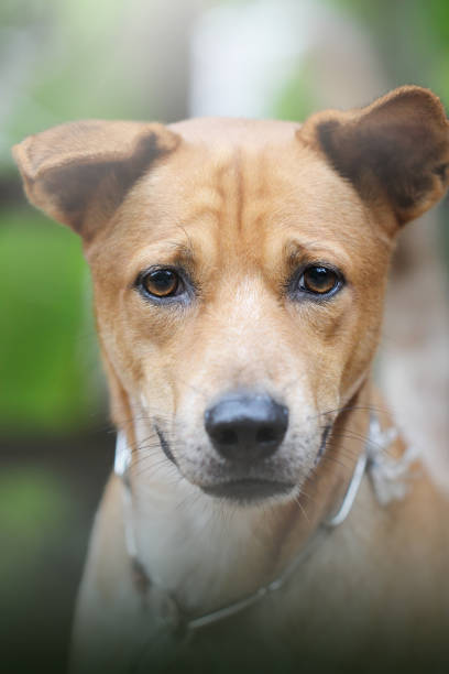 istock Close up face of cute Thai dog. 1174732570