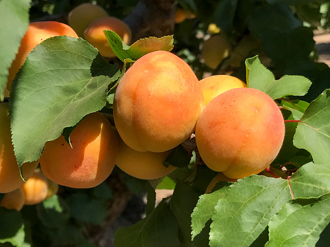 Ripe Blenheim apricots on tree ready to harvest. Sunnyvale, California, USA.