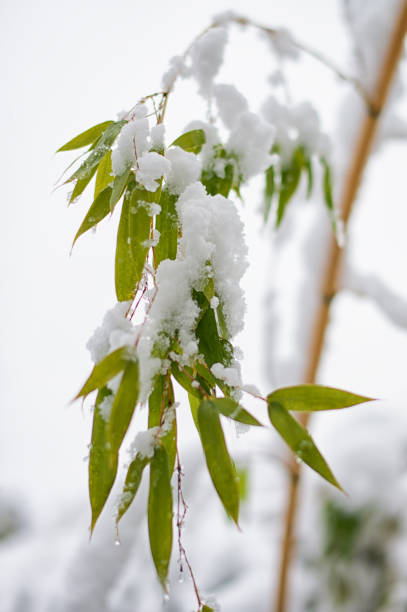istock Bamboo Leaves Covered with Snow 1174732742