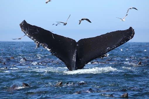 Humpback Whales diving and feeding with Sea lions in the Monterey Bay Marine Sanctuary