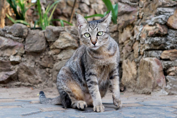 istock Lovely Young Cat Sitting on the Ground 1174733934