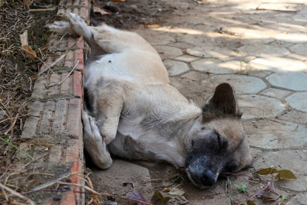 istock Young Asian Dog Sleeping on the Ground 1174734061