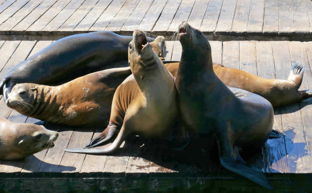 Sea lions on pier in San Francisco stock photo