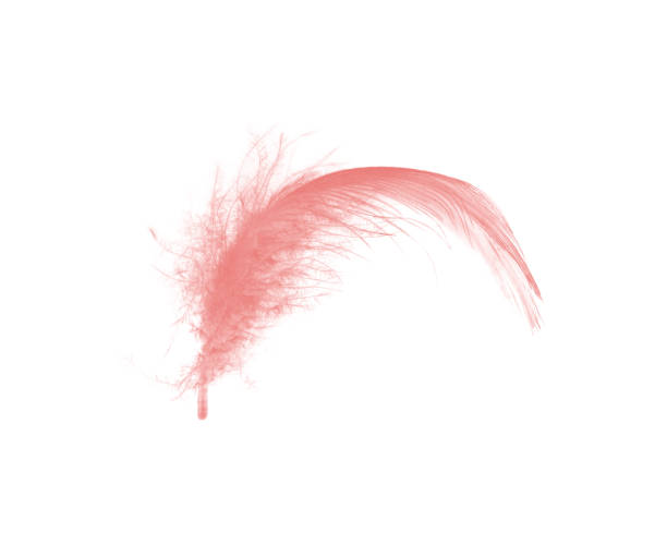 istock Coral pink feather on white background 1174738929