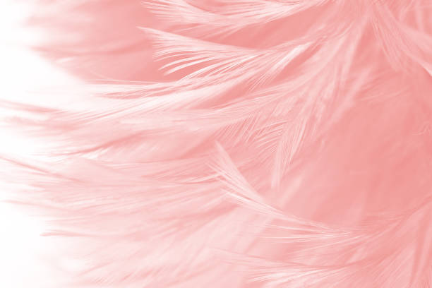 istock Coral Pink vintage color trends feather texture background 1174738940