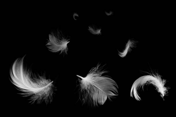 istock Beautiful white feathers floating in air isolated on black background 1174739909
