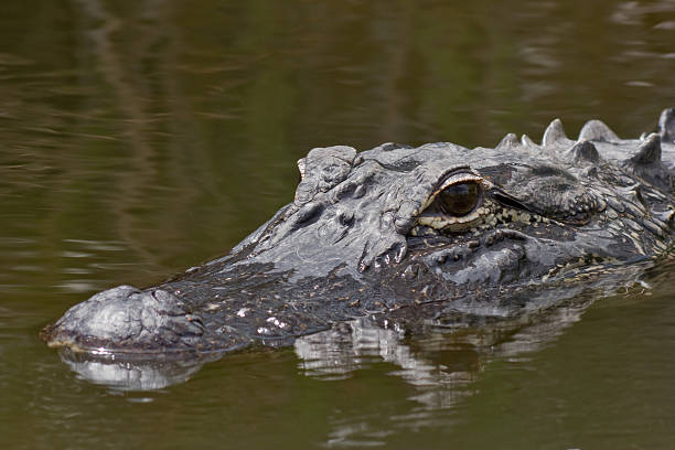 istock American Alligator in the Everglades 117474033