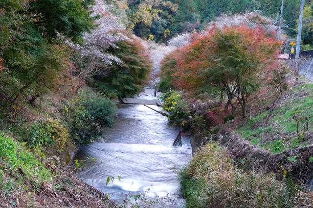 senmi shikizakura, japón el lugar donde hay flores de cerezo y río en la temporada de otoño. - stream waterfall abstract river fotografías e imágenes de stock