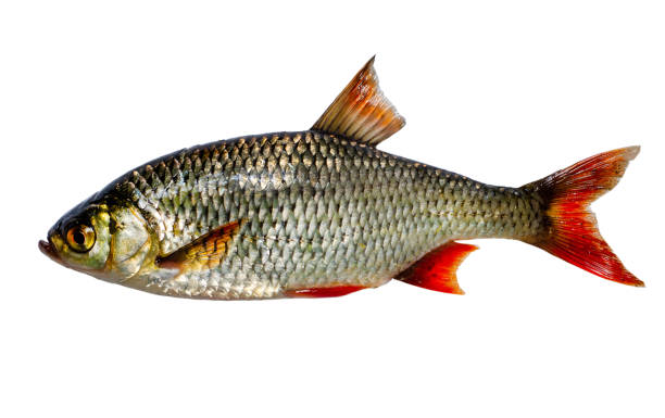 The common rudd (Scardinius erythrophthalmus) is a bentho-pelagic freshwater fish, widely spread in Europe and middle Asia, around the basins of the North, Baltic, Black, Caspian and Aral seas. The common rudd (Scardinius erythrophthalmus) is a bentho-pelagic freshwater fish, widely spread in Europe and middle Asia, around the basins of the North, Baltic, Black, Caspian and Aral seas. common rudd photos stock pictures, royalty-free photos & images