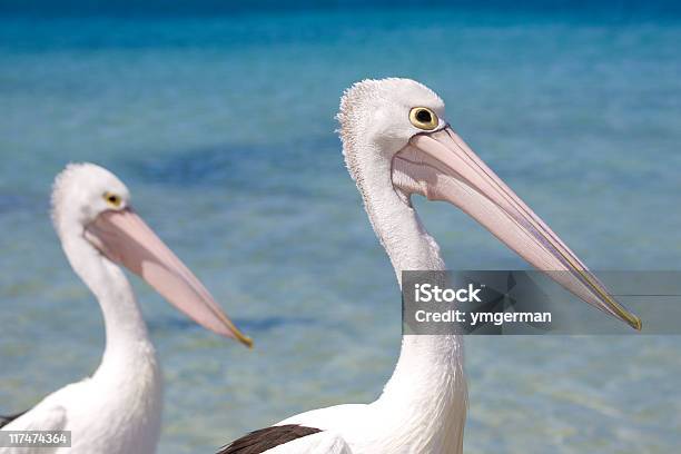 Pelicans — стоковые фотографии и другие картинки Австралия - Австралазия - Австралия - Австралазия, Близость, Вдохновение