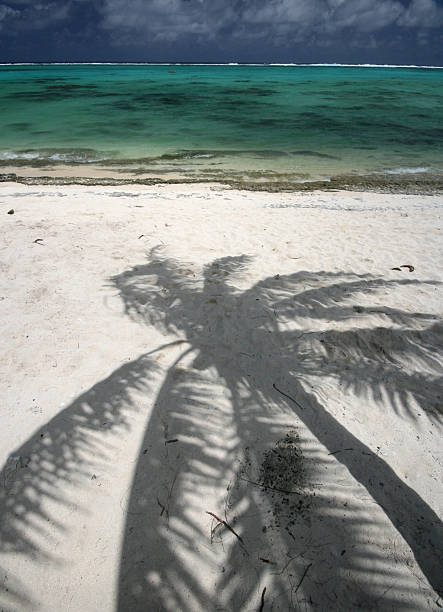 Sombra de palmeira em Praia bela - fotografia de stock