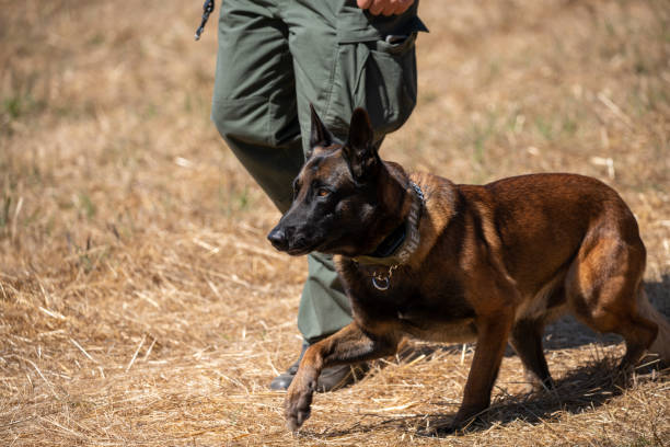 istock Belgian Malinois with k-9 officer during training 1174757453