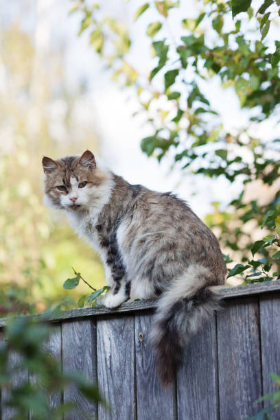 istock Young gray and white cat sitting on the fence 1174757561