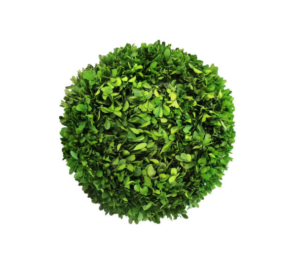 Green plant isolated on white background