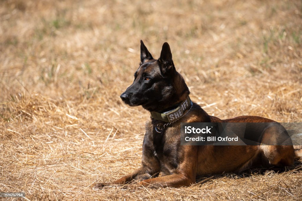 Belgian Malinois police dog sitting in field Police dog training with Belgian Malinois Dog Stock Photo