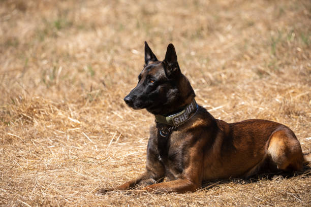 Belgian Malinois police dog sitting in field Police dog training with Belgian Malinois search and rescue dog photos stock pictures, royalty-free photos & images