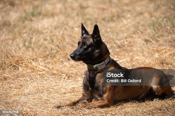 Belgian Malinois Police Dog Sitting In Field Stock Photo - Download Image Now - Dog, Police Dog, Belgian Malinois