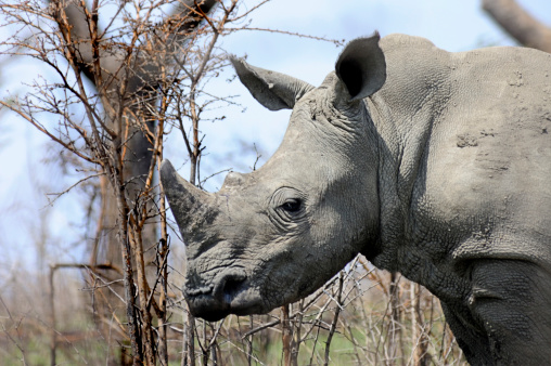 A head shot of a White Rhinoceros with dried mud on his flanks. Phot taken in South Africa. 