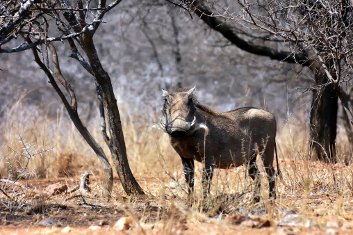 A male warthog with a huge mustache stares at the camera amid acacia thorns in South Africa