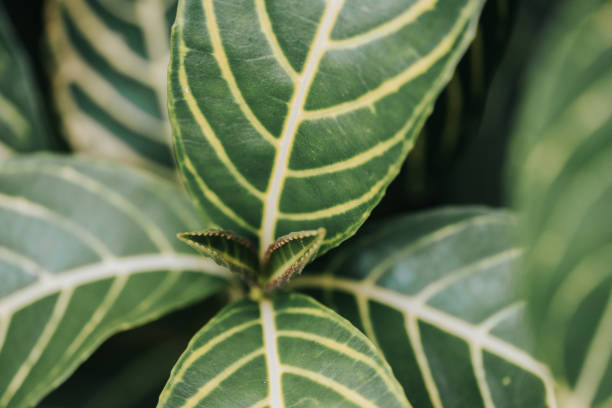 istock Abstract, nature Green leaf background and beautiful wallpaper. 1174758550