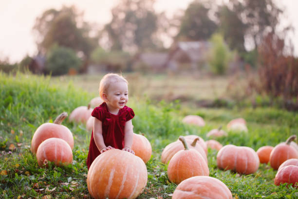 little  baby with pumpkins on field at sunset