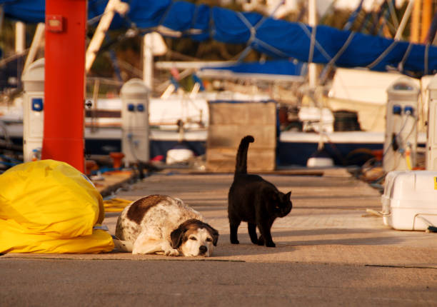 マリーナの桟橋で猫と犬 - dog street loneliness solitude ストックフォトと画像