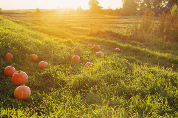 istock field with pumpkins at sunset 1174759804