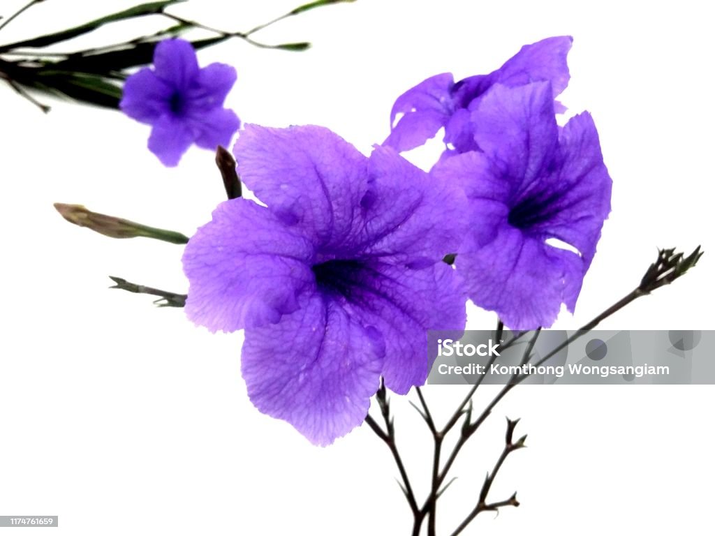 Fondo De Flor Violeta Crocus Una De Las Primeras Flores De Primavera Fondo  De Flores Violetas Foto de stock y más banco de imágenes de Aire libre -  iStock