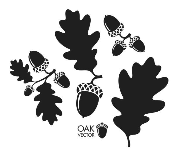 Oak tree. Silhouette. Isolated acorns and leaves on white background Vector illustration (EPS) oak stock illustrations