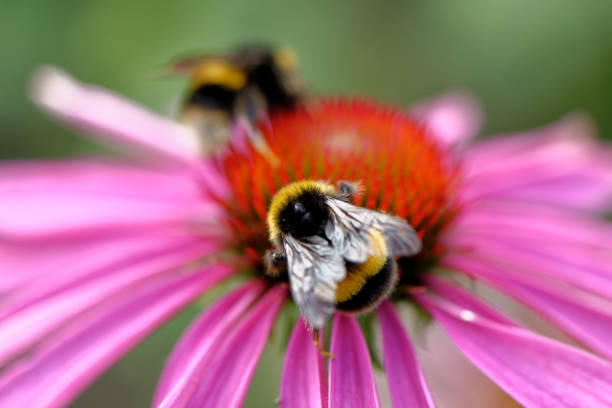 istock European honey bee on the flower 1174764251