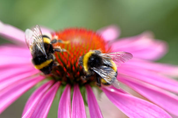 istock European honey bee on the flower 1174764256
