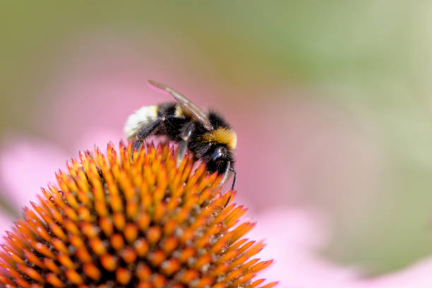 istock European honey bee on the flower 1174764269