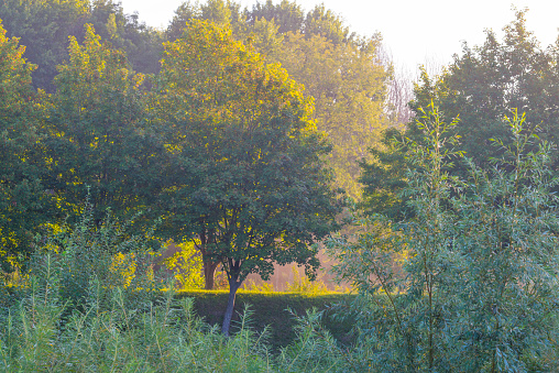 Foliage of deciduous trees in a foggy field in sunlight at sunrise in summer