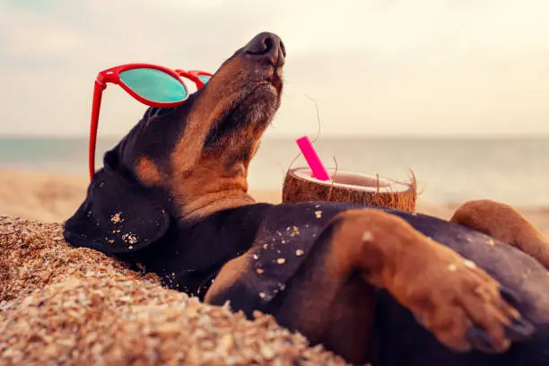 Photo of cute dog of dachshund, black and tan, buried in the sand at the beach sea on summer vacation holidays, wearing red sunglasses with coconut cocktail