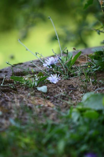istock Flower in the grass behind a blurred background 1174767907