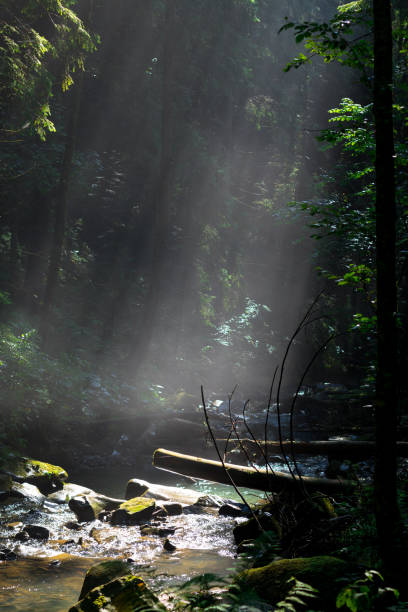 istock sunlight through fog and trees in the green forest 1174768110