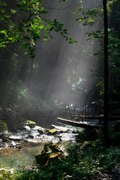 istock sunlight through fog and trees in the green forest 1174768118