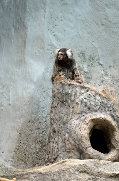 the black tufted-eared marmoset - primacy imagens e fotografias de stock