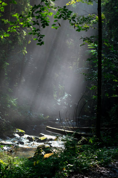 istock sunlight through fog and trees in the green forest 1174768310