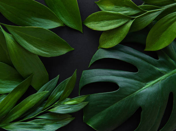 istock Tropical leaves and monstera leaf 1174768647