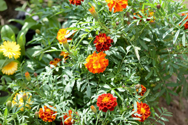 istock Bright marigolds bloom in the summer garden on a sunny day 1174769255