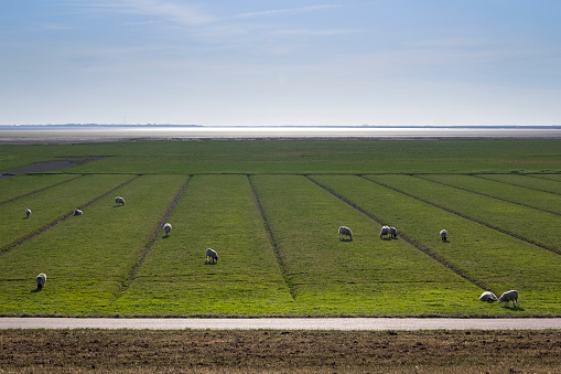 View to the marshland of the North Sea near Husum, Germany. Sheeps graze on the land, which is protected by dikes. The North Sea shows a strong alternation of ebb and flow.