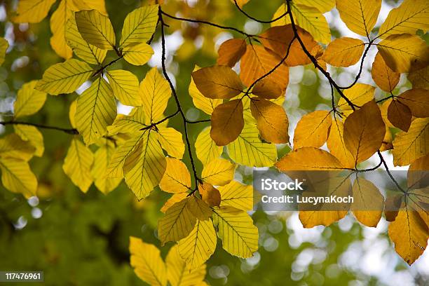 Herbstmuster Stockfoto und mehr Bilder von Ast - Pflanzenbestandteil - Ast - Pflanzenbestandteil, Baum, Blatt - Pflanzenbestandteile