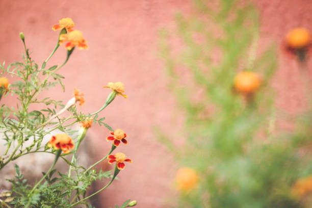 Autumn background with orange marigolds