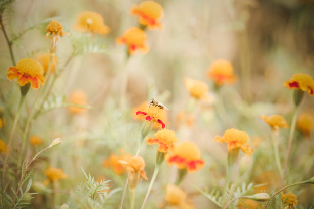 Autumn background with orange marigolds