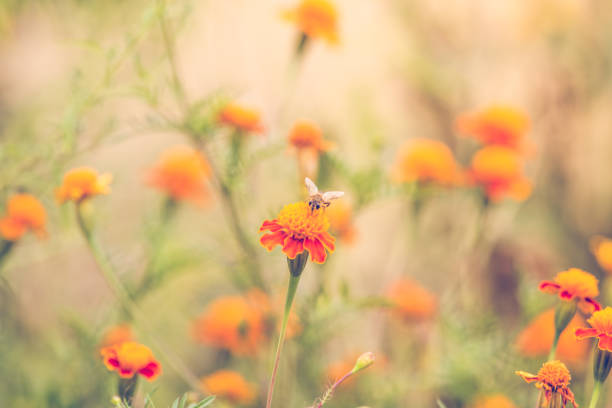 istock Autumn background with orange marigolds 1174769707