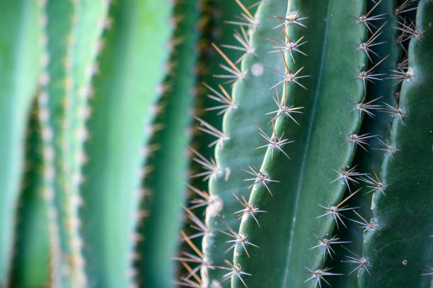 Cactus Pattern stock photo